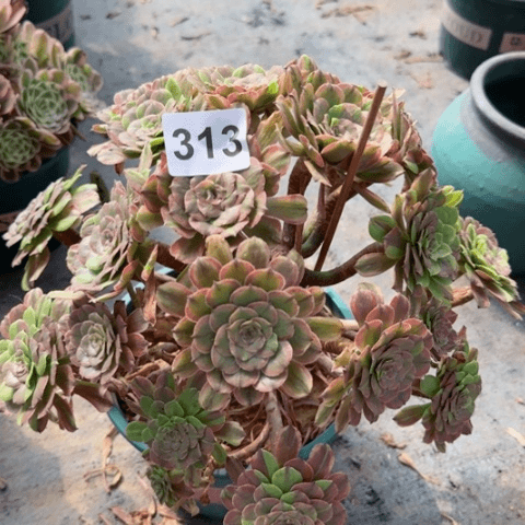 粉黛朵朵多肉35厘米313