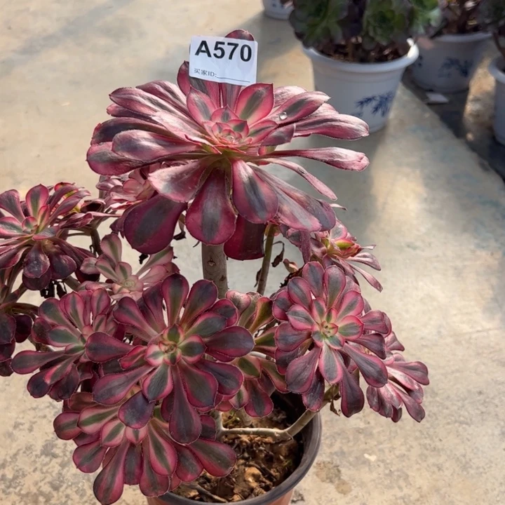 香奈儿多肉30厘米570