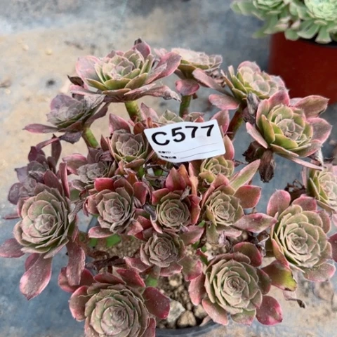 烟花朵朵多肉577
