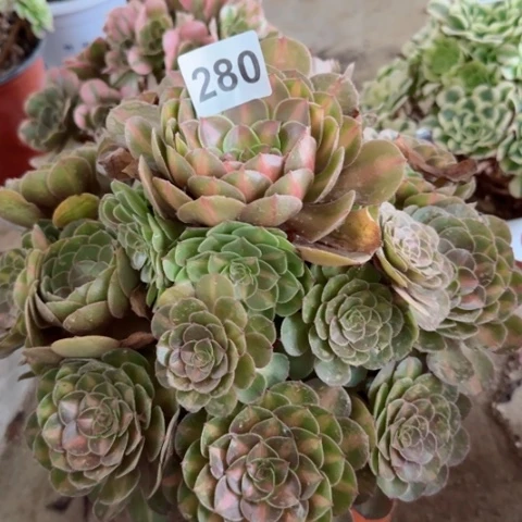 280抹茶冠幅30厘米