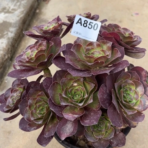 850魅金玫瑰朵朵22厘米