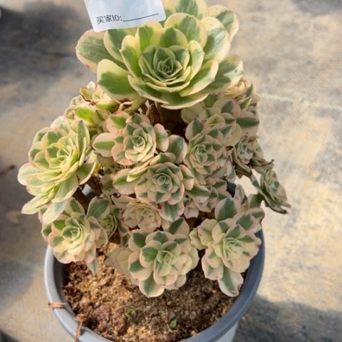 797迈巴赫15厘米左右