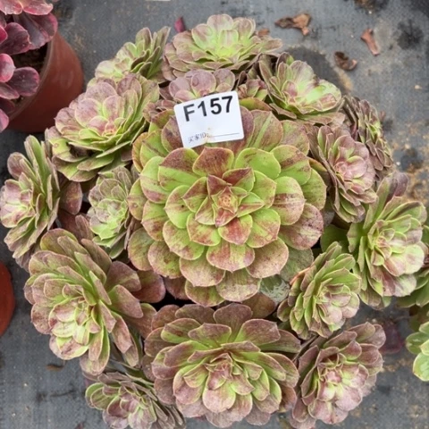 花月夜多肉38厘米157