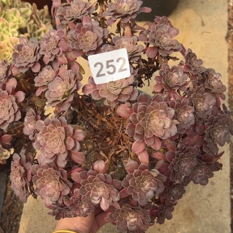 血姬朵朵多肉植物252