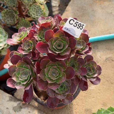 魅金玫瑰朵朵多肉20厘米595