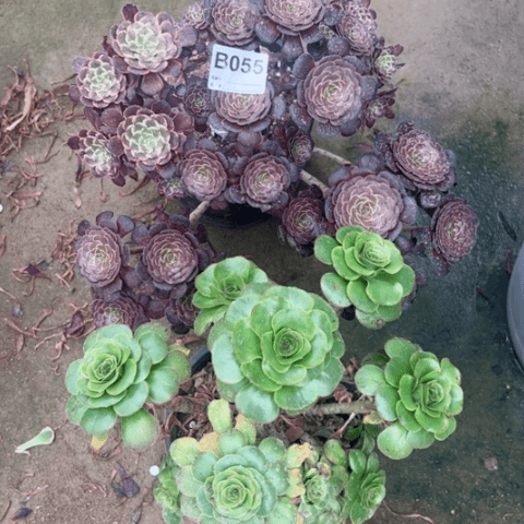055号2棵多肉植物
