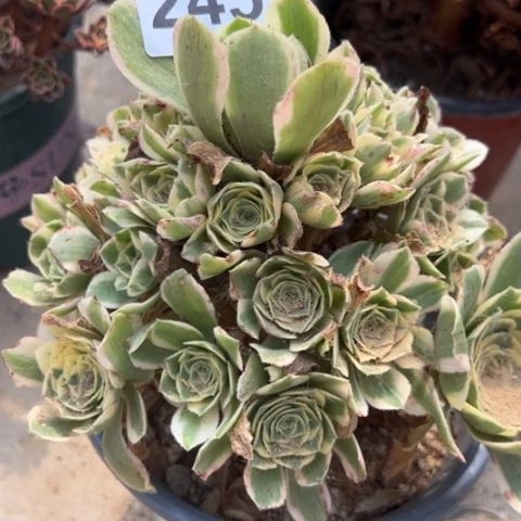 迈巴赫多肉植物245
