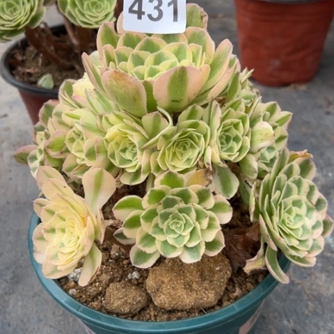 431玉姿冠幅20厘米
