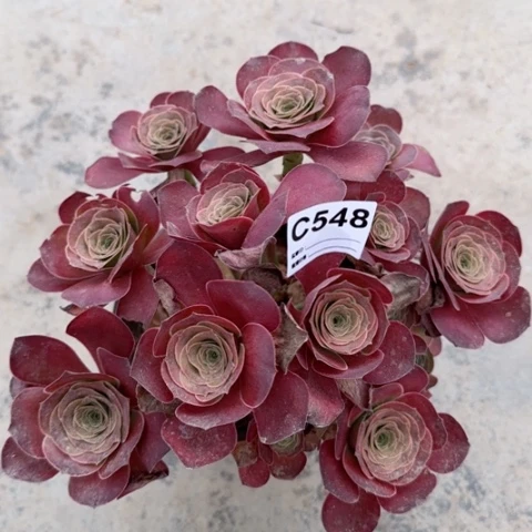 静*魅金玫瑰朵朵多肉植物548