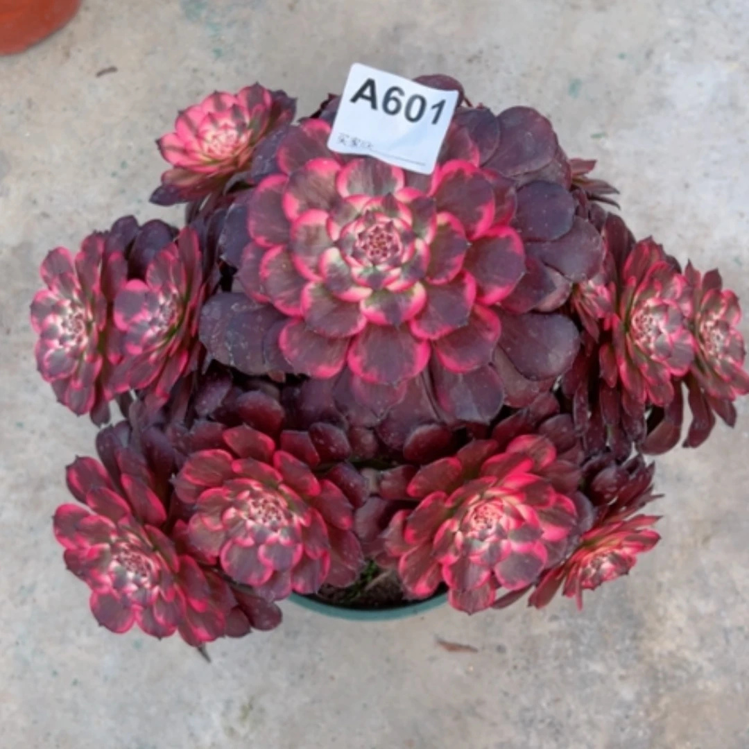 【闪购商品】601烟花多肉