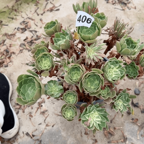 光辉多肉植物30厘米406