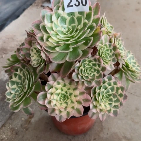 230海王冠幅25厘米