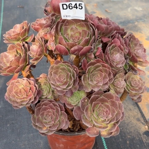 645赤焰莲30厘米