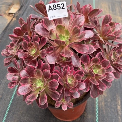逸****瓶852白婚纱25厘米左右
