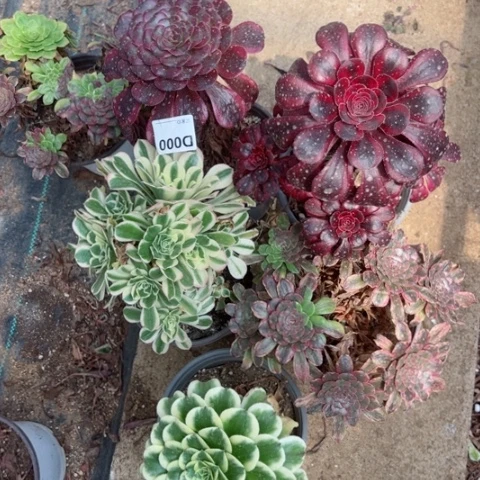 000号5棵多肉植物