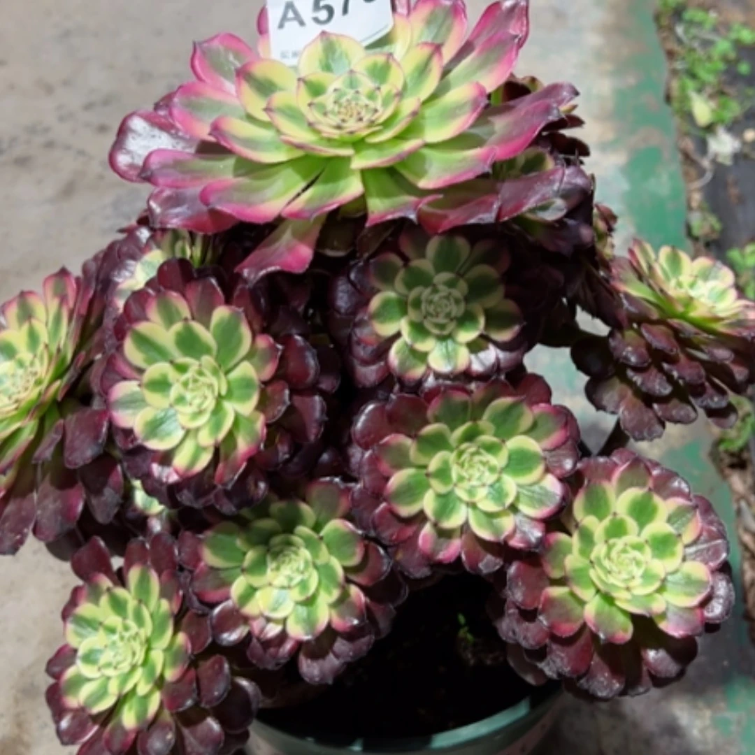 【闪购商品】573月婵多肉