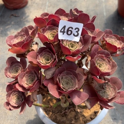 463魅金玫瑰冠幅25厘米