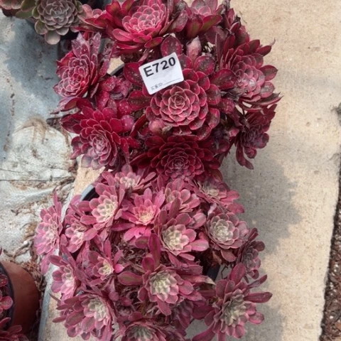 720白月光仙墨多肉