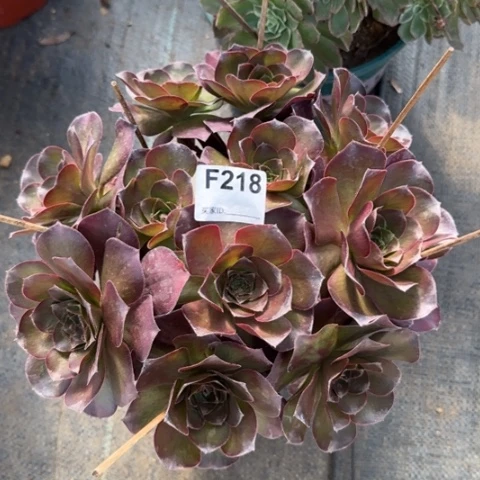 魅金玫瑰朵朵多肉22厘米218