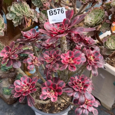 香奈儿妖娆多肉25厘米576