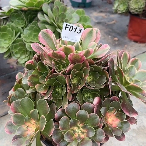 红袖多肉25厘米013