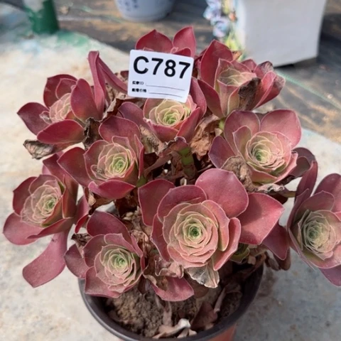 787魅金玫瑰冠幅20厘米