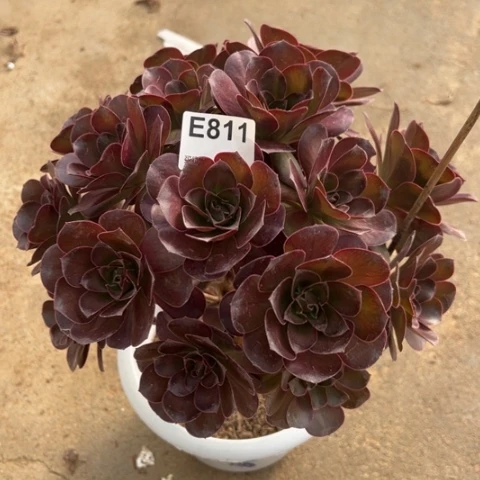 811魅金玫瑰朵朵25厘米左右