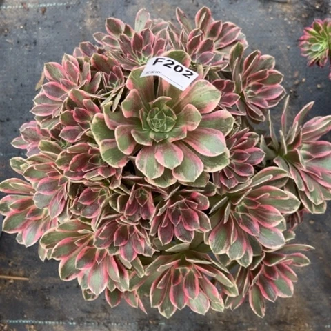 202浣纱35厘米左右