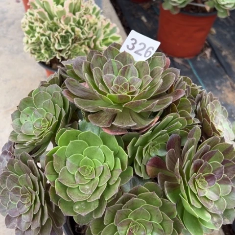 花月夜多肉35厘米326