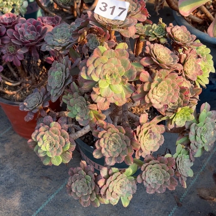 粉黛朵朵多肉植物317