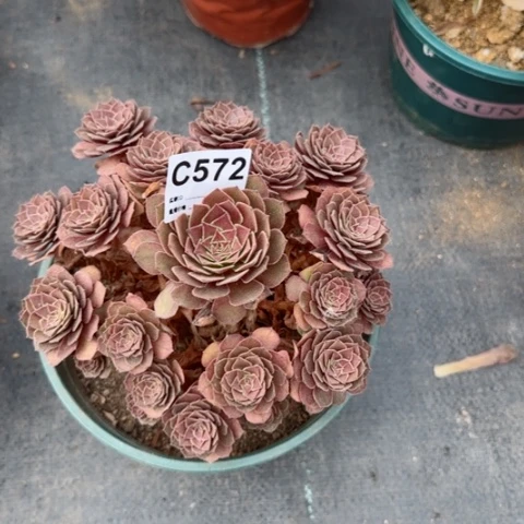 红魔多肉植物572
