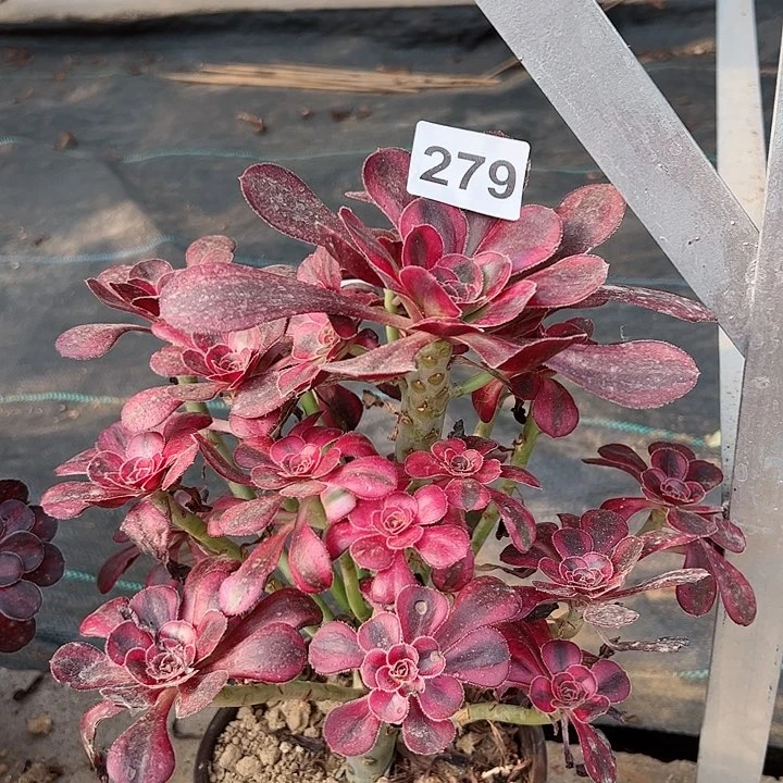 香奈儿多肉植物279