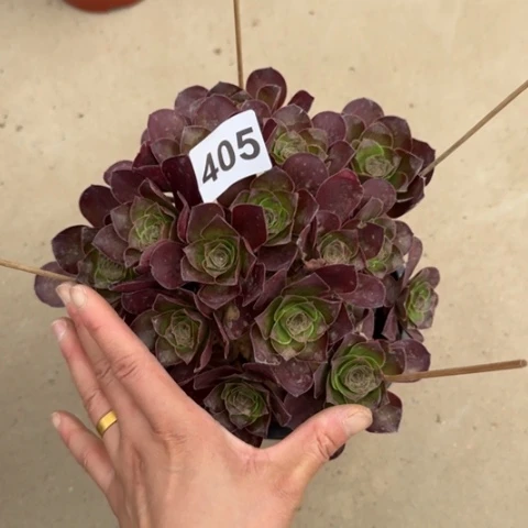 魅金玫瑰朵朵多肉20厘米405