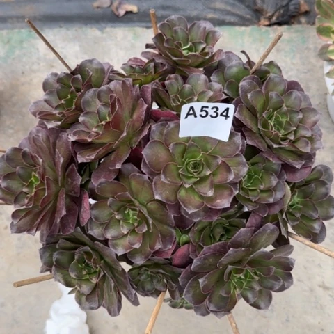 534魅金玫瑰朵朵28厘米左右