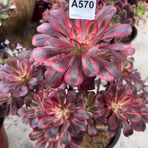 570香奈儿30厘米左右多肉