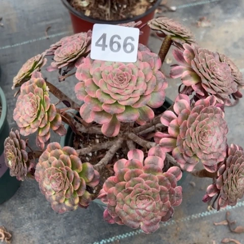 466月婵冠幅25厘米