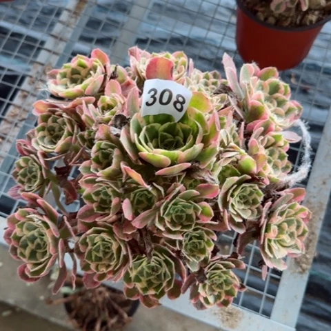 粉女郎多肉植物308