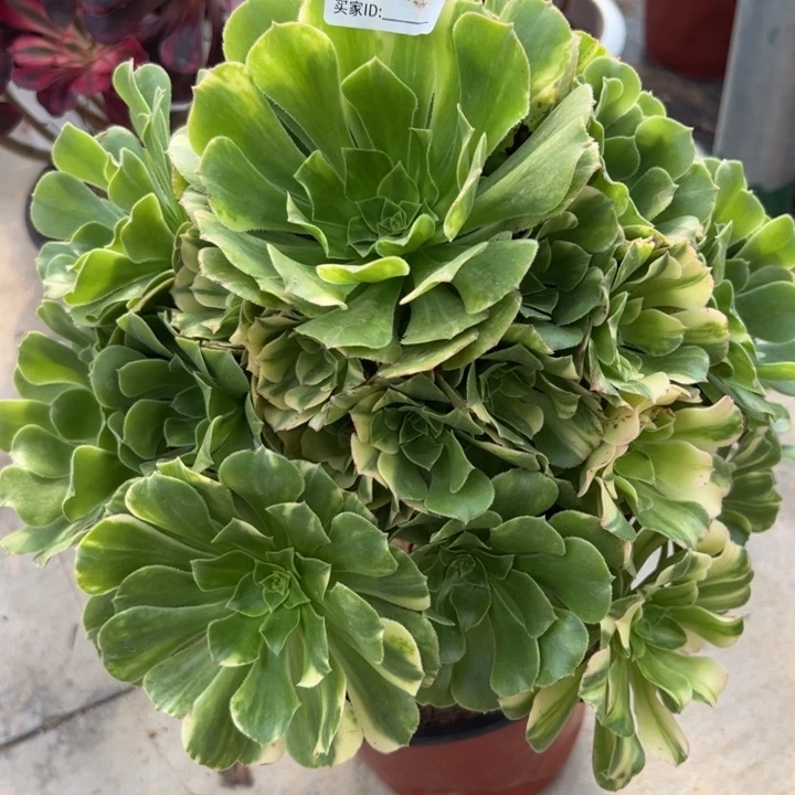 713五彩琉璃30厘米左右多肉