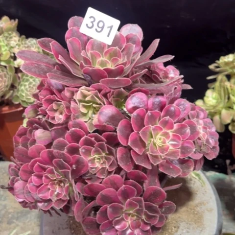 391美杜莎冠幅25厘米