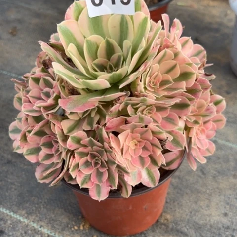 张****攒019女巫冠幅20厘米