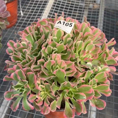 白凤朵朵多肉25厘米105