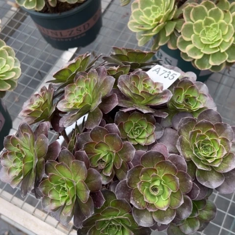 魅金玫瑰朵朵多肉25厘米735