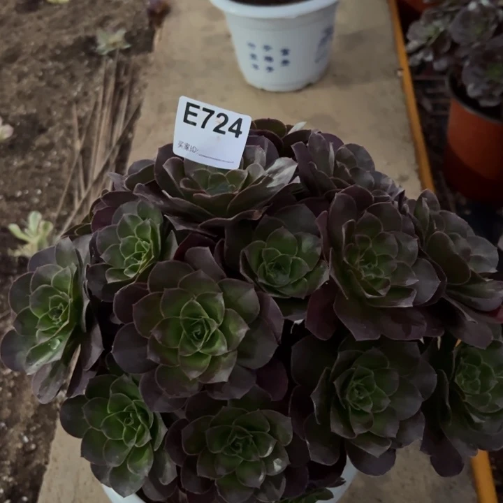 魅金玫瑰朵朵多肉25厘米724