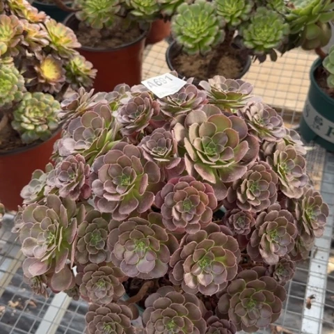 荷兰玫瑰多肉38厘米691