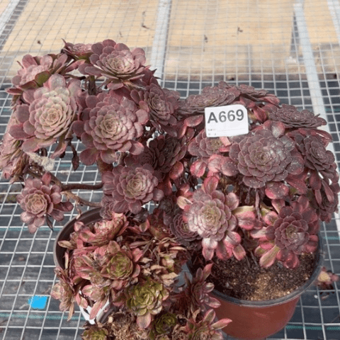669号3棵多肉植物