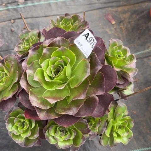 魅金玫瑰朵朵多肉23厘米976