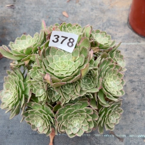 莲花多肉植物378