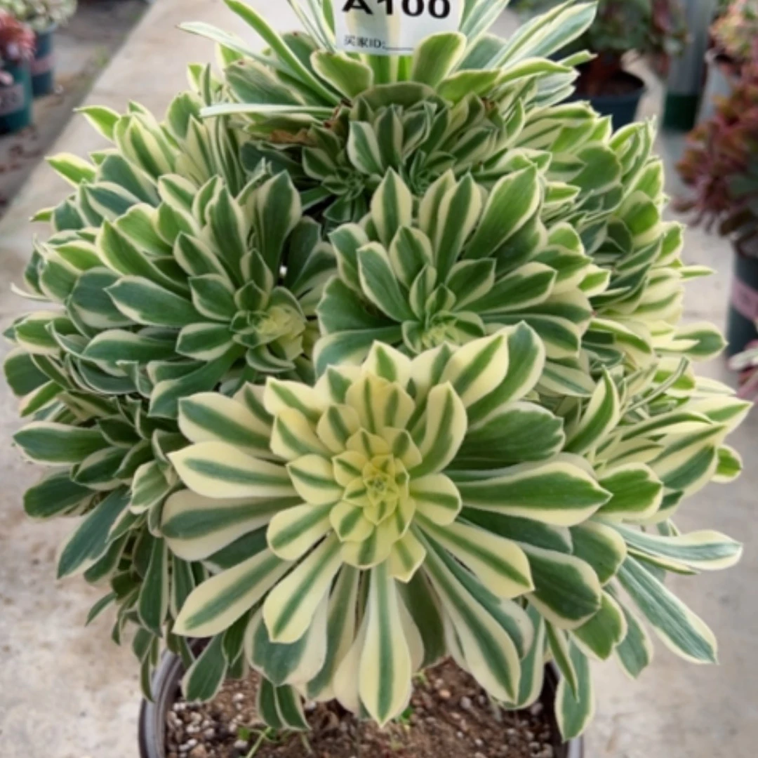 【闪购商品】100有断枝多肉