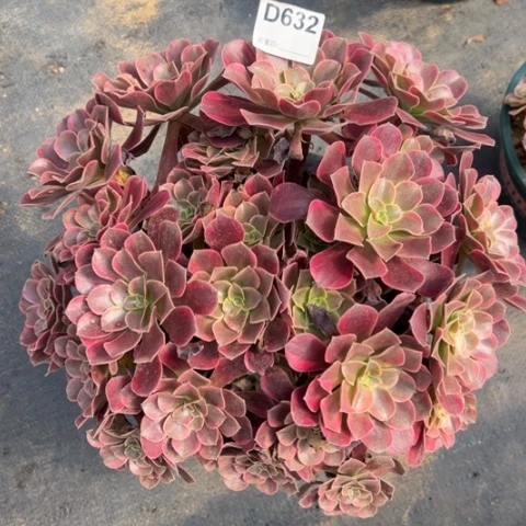 632金丝雀朵朵33厘米左右