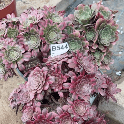 544号3棵多肉植物